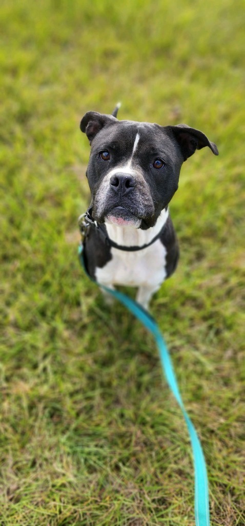 QUEEN LUCI, an adoptable American Bulldog in Marianna, FL, 32447 | Photo Image 1