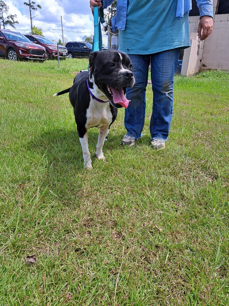 QUEEN LUCI, an adoptable Bull Terrier in Marianna, FL, 32447 | Photo Image 2