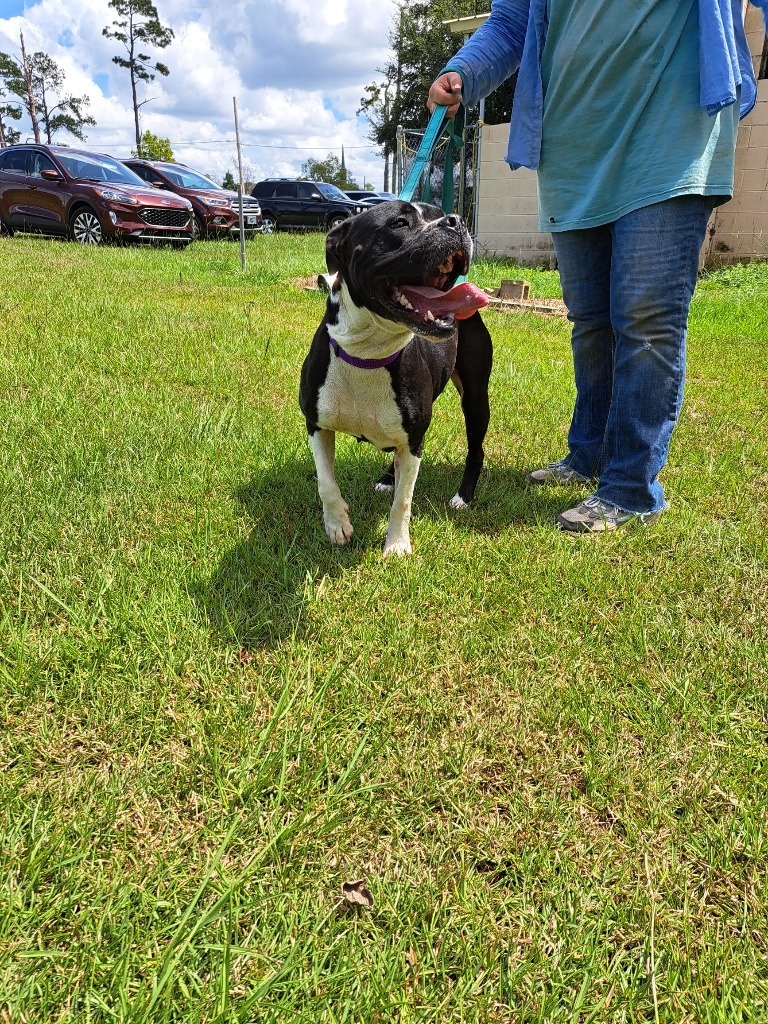 QUEEN LUCI, an adoptable Bull Terrier in Marianna, FL, 32447 | Photo Image 3