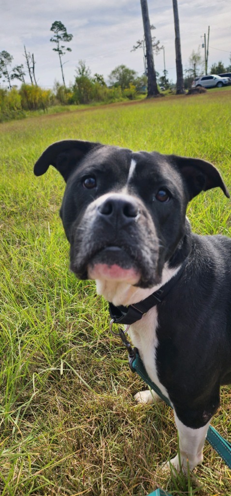 QUEEN LUCI, an adoptable Bull Terrier in Marianna, FL, 32447 | Photo Image 4