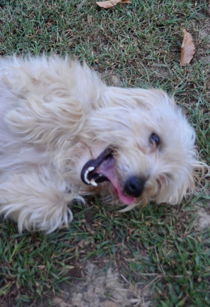 Prince, an adoptable Maltese & Norfolk Terrier Mix in Sandston, VA_image-1