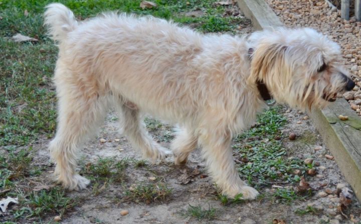 Prince, an adoptable Maltese & Norfolk Terrier Mix in Sandston, VA_image-2