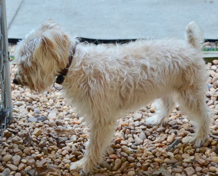 Prince, an adoptable Maltese & Norfolk Terrier Mix in Sandston, VA_image-3