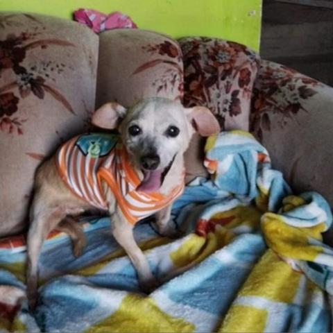 Blanche, an adoptable Mixed Breed in San Diego, CA_image-3