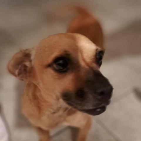 Fernie, an adoptable Chihuahua & Pug Mix in San Diego, CA_image-1