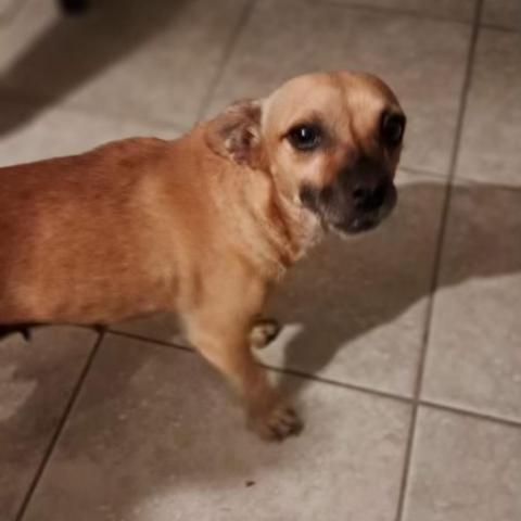 Fernie, an adoptable Chihuahua & Pug Mix in San Diego, CA_image-2