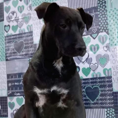 Chubbi Dubby, an adoptable Black Labrador Retriever & Coonhound Mix in San Diego, CA_image-1