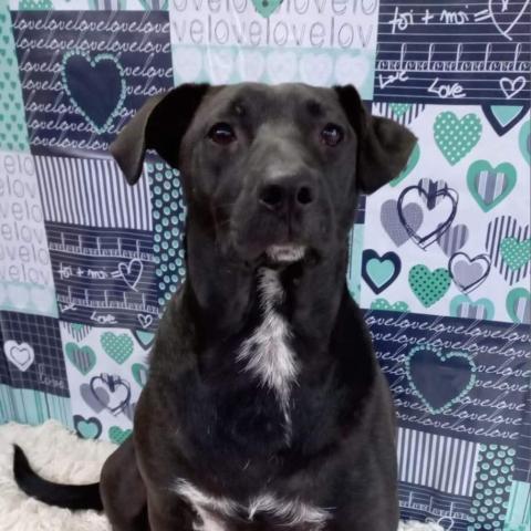 Chubbi Dubby, an adoptable Black Labrador Retriever & Coonhound Mix in San Diego, CA_image-2