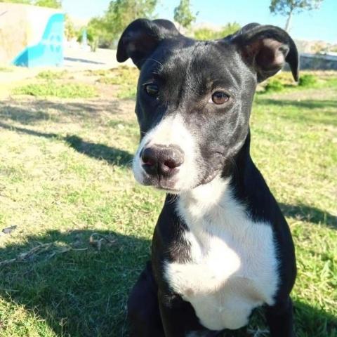 Rosalia, an adoptable Terrier & Black Labrador Retriever Mix in San Diego, CA_image-1