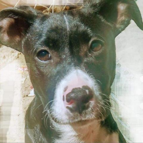 Rosalia, an adoptable Terrier & Black Labrador Retriever Mix in San Diego, CA_image-4