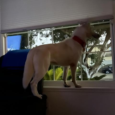 Lola, an adoptable White German Shepherd Mix in San Diego, CA_image-2