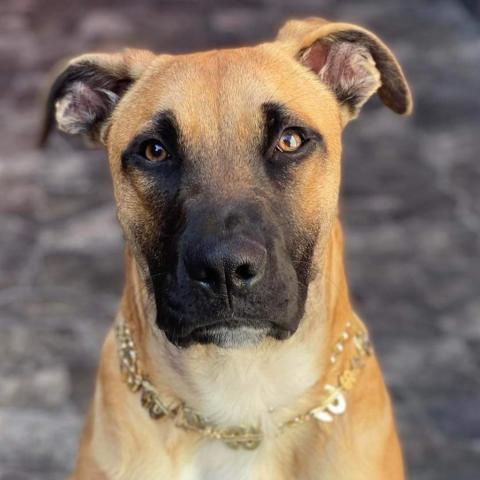 Tuck, an adoptable Terrier & Shepherd Mix in San Diego, CA_image-2