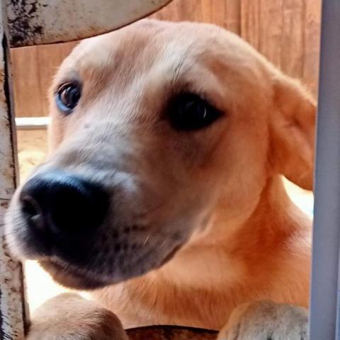Tony, an adoptable Terrier & Labrador Retriever Mix in San Diego, CA_image-2