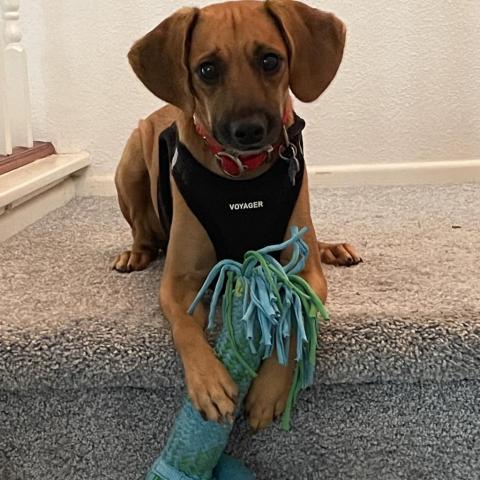 Junior, an adoptable Hound & Terrier Mix in San Diego, CA_image-3