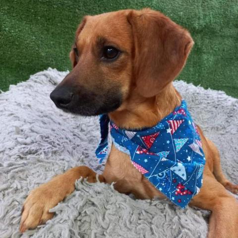Junior, an adoptable Hound & Terrier Mix in San Diego, CA_image-6
