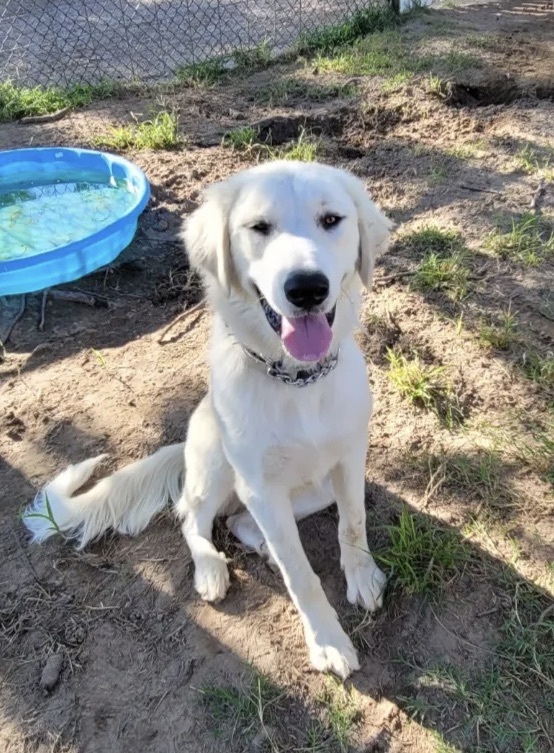 Cooper Nystrom DFW, an adoptable Great Pyrenees in Sherman, TX_image-1
