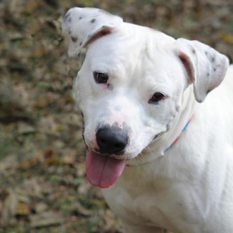Rice Cake, an adoptable Pit Bull Terrier in Battle Ground, IN, 47920 | Photo Image 1