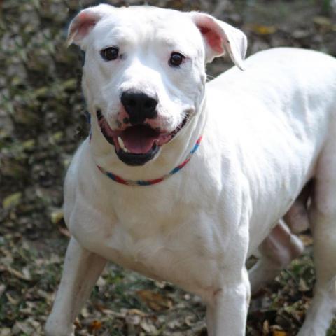 Rice Cake, an adoptable Pit Bull Terrier in Battle Ground, IN, 47920 | Photo Image 2