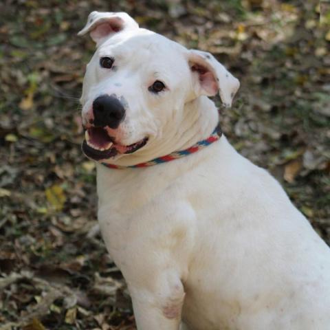 Rice Cake, an adoptable Pit Bull Terrier in Battle Ground, IN, 47920 | Photo Image 3