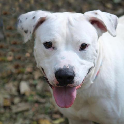 Rice Cake, an adoptable Pit Bull Terrier in Battle Ground, IN, 47920 | Photo Image 4