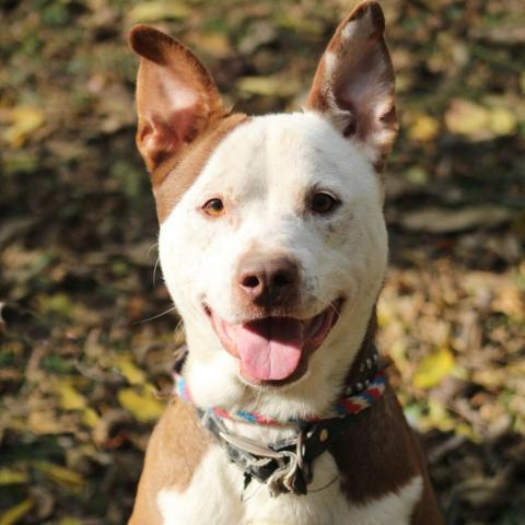 Archie, an adoptable Pit Bull Terrier, Australian Cattle Dog / Blue Heeler in Battle Ground, IN, 47920 | Photo Image 1