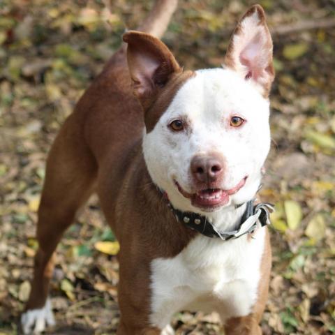 Archie, an adoptable Pit Bull Terrier, Australian Cattle Dog / Blue Heeler in Battle Ground, IN, 47920 | Photo Image 2