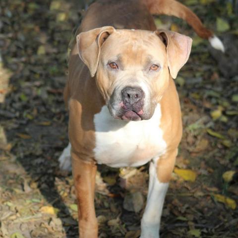 Bubbles, an adoptable Pit Bull Terrier & Mastiff Mix in Battle Ground, IN_image-2