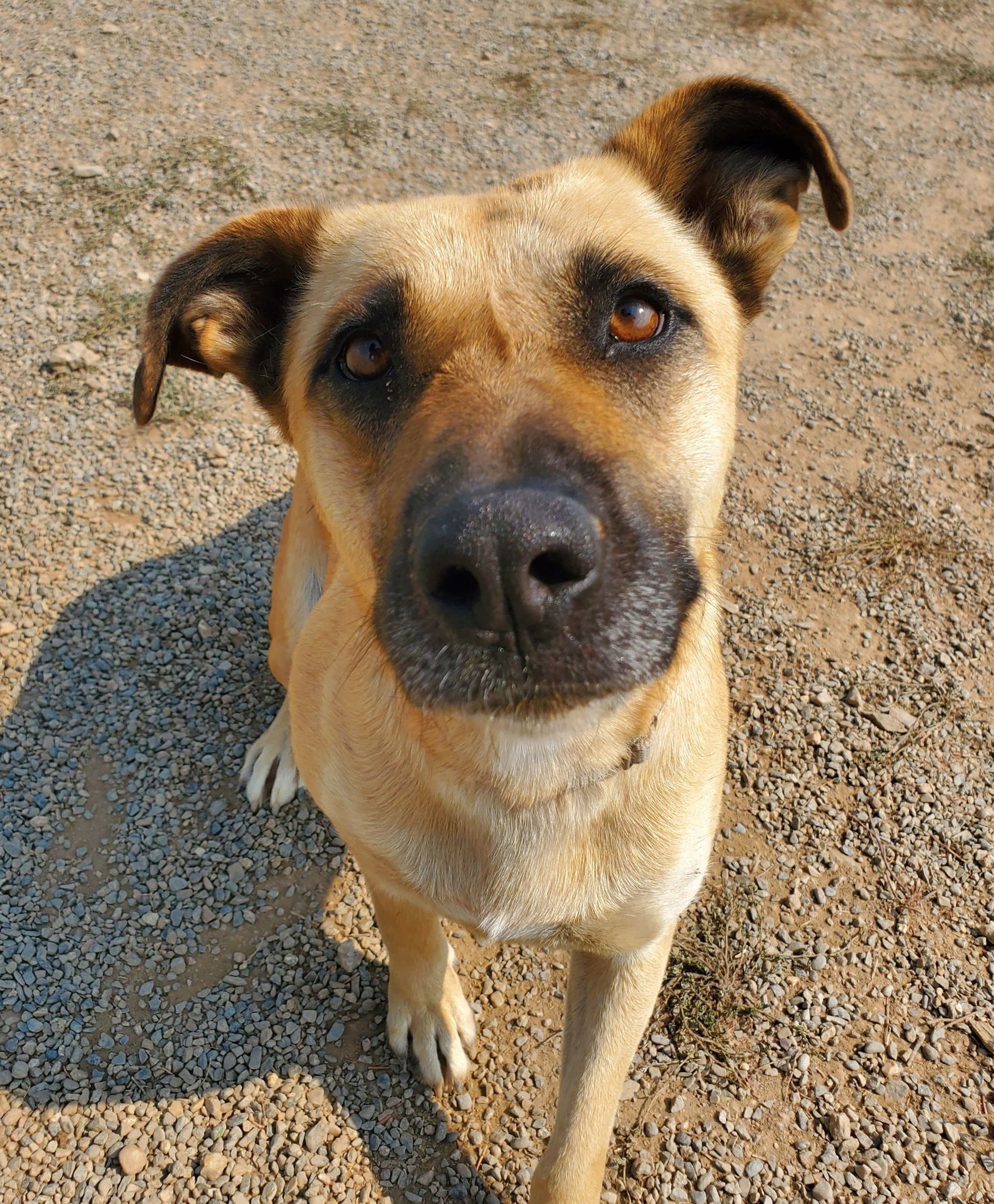 Kay, an adoptable Shepherd, Belgian Shepherd / Malinois in Yreka, CA, 96097 | Photo Image 1