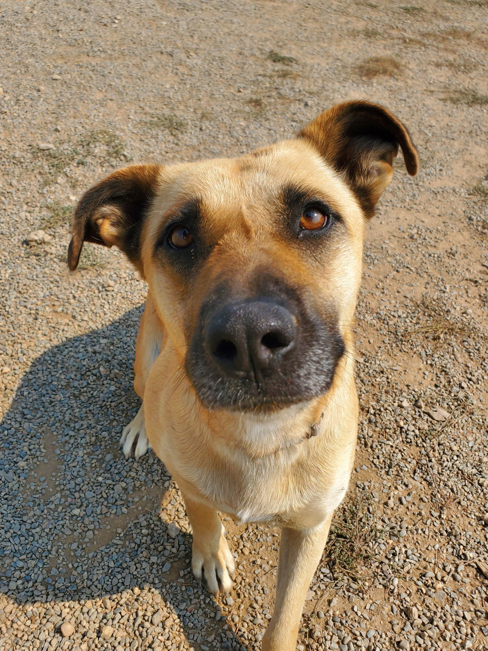 Kay, an adoptable Black Mouth Cur, Belgian Shepherd / Malinois in Yreka, CA, 96097 | Photo Image 1