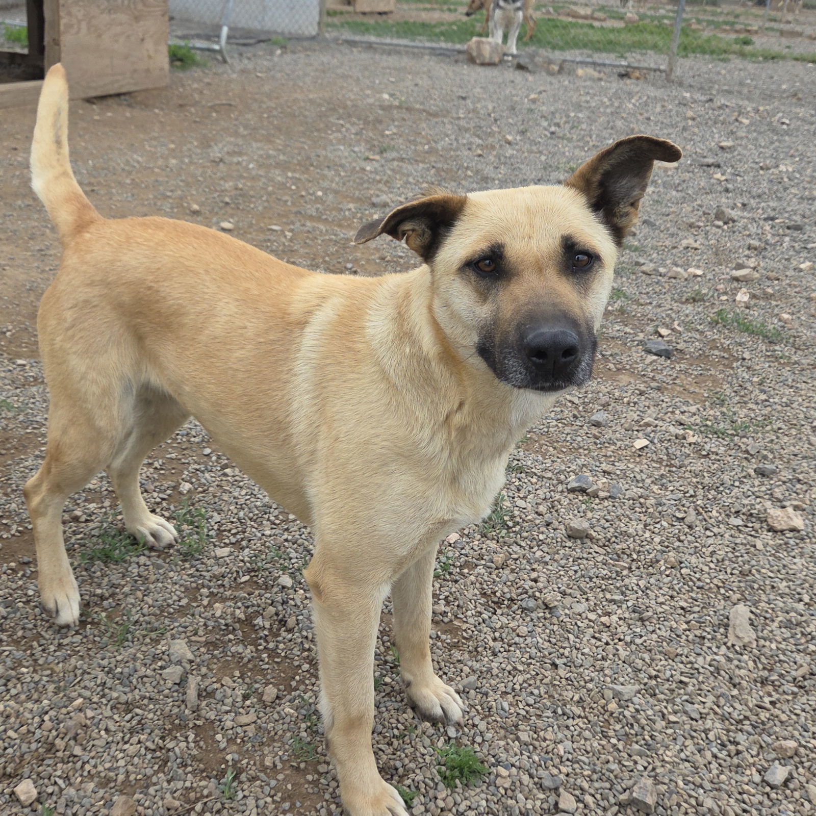 Kay, an adoptable Black Mouth Cur, Belgian Shepherd / Malinois in Yreka, CA, 96097 | Photo Image 1