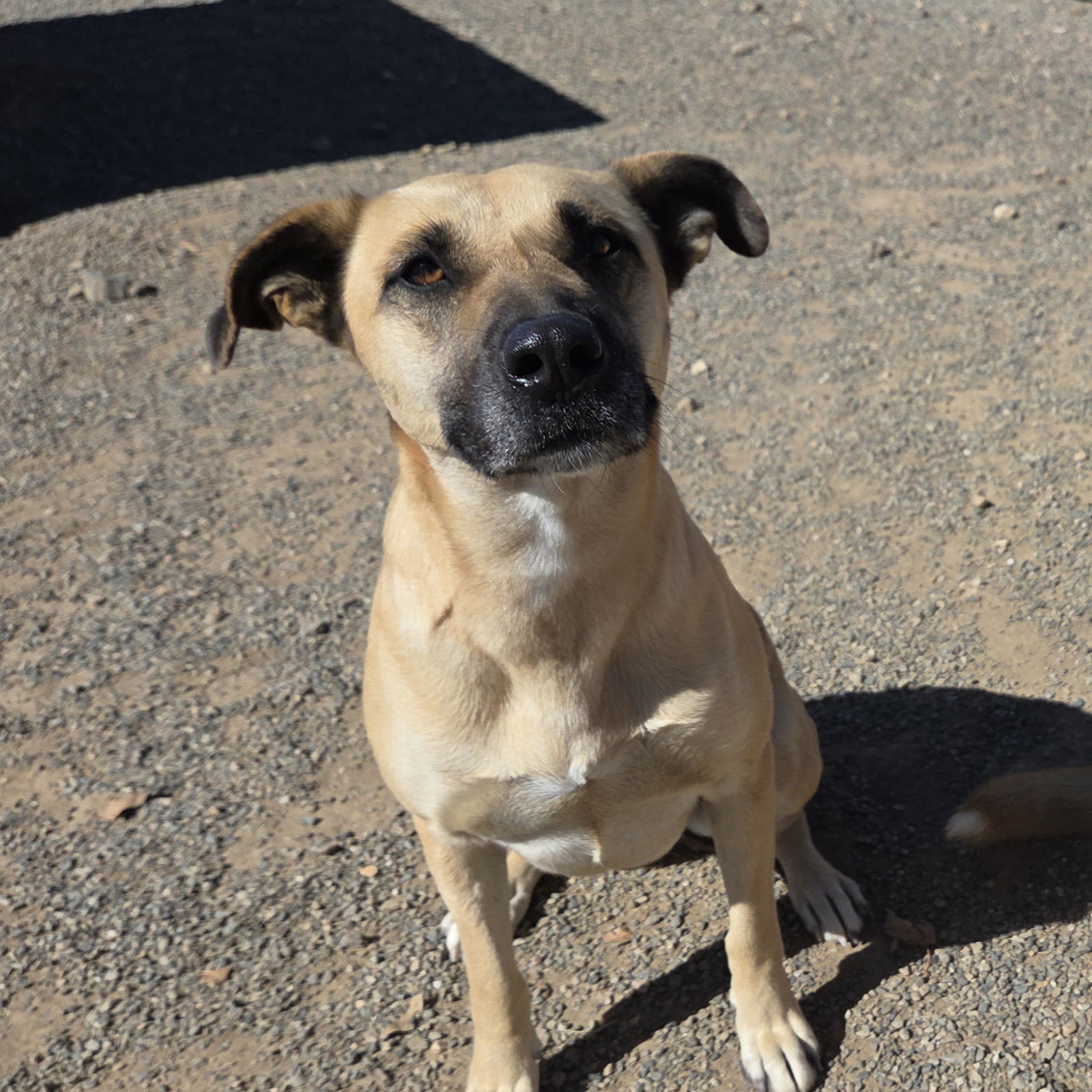 Kay, an adoptable Black Mouth Cur, Belgian Shepherd / Malinois in Yreka, CA, 96097 | Photo Image 1