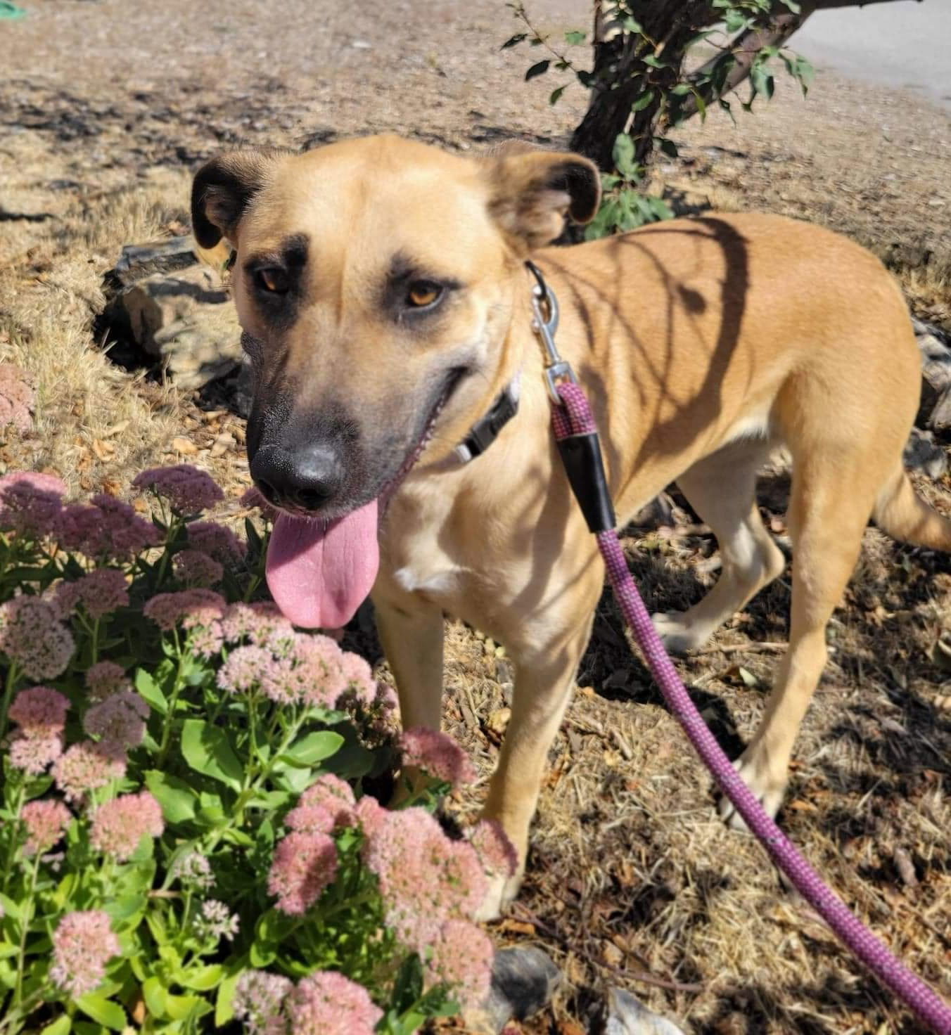 Kay, an adoptable Shepherd, Belgian Shepherd / Malinois in Yreka, CA, 96097 | Photo Image 2