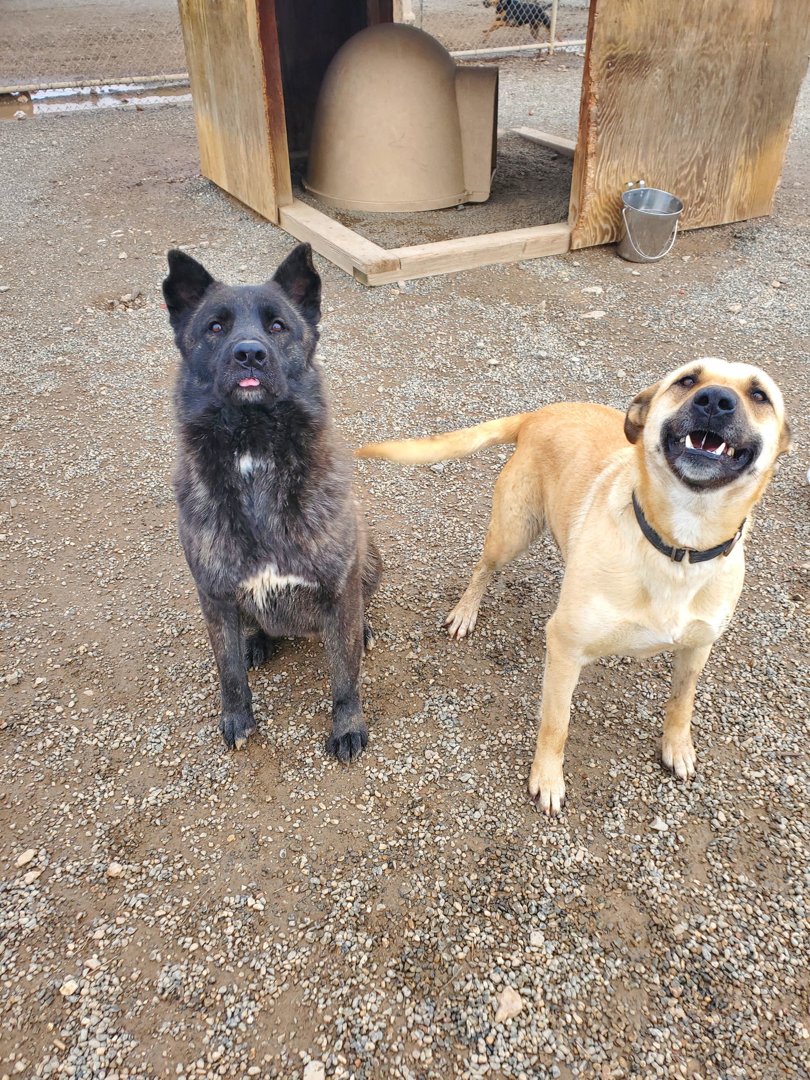 Kay, an adoptable Black Mouth Cur, Belgian Shepherd / Malinois in Yreka, CA, 96097 | Photo Image 2