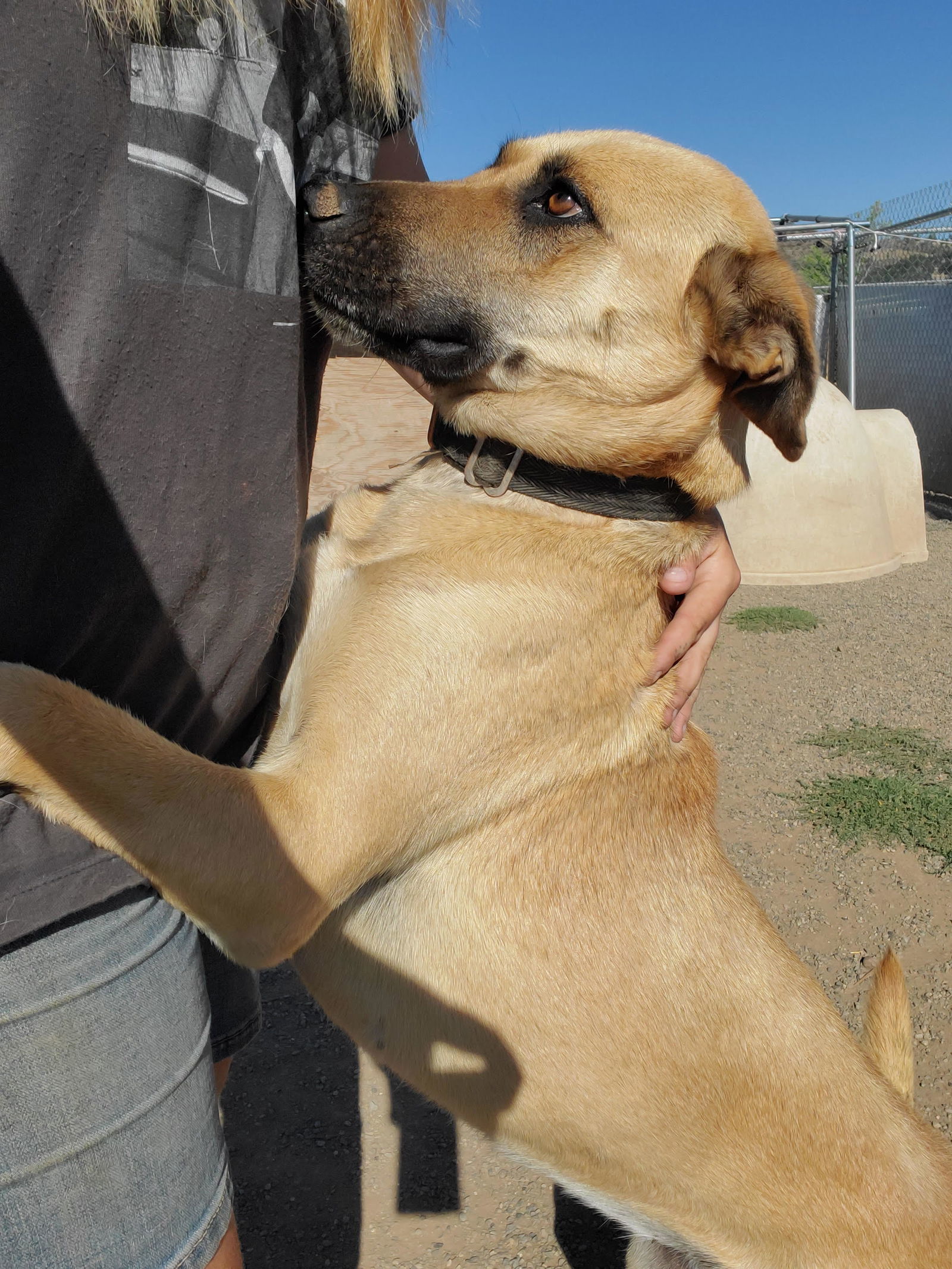 Kay, an adoptable Black Mouth Cur, Belgian Shepherd / Malinois in Yreka, CA, 96097 | Photo Image 3