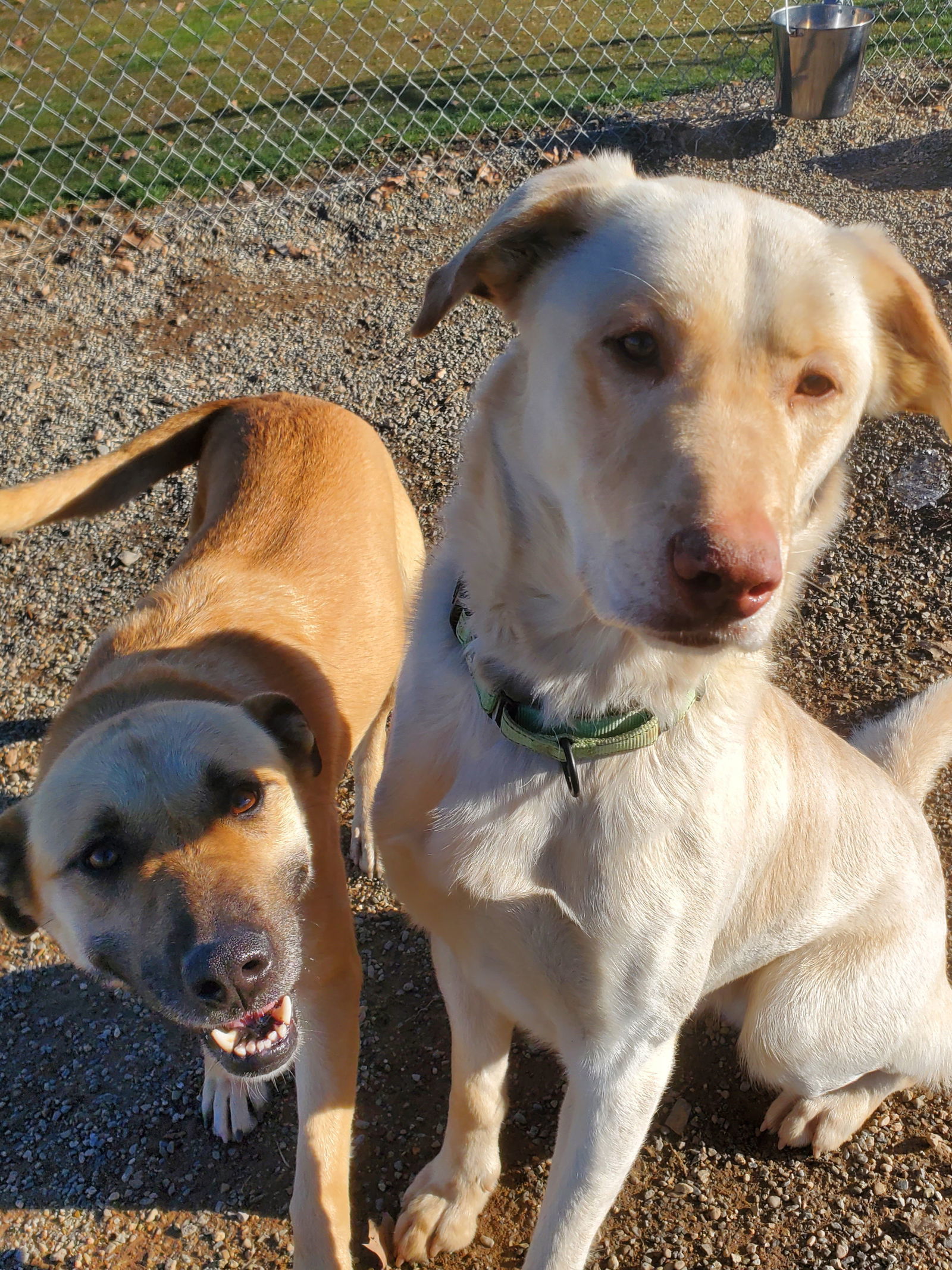 Kay, an adoptable Black Mouth Cur, Belgian Shepherd / Malinois in Yreka, CA, 96097 | Photo Image 3