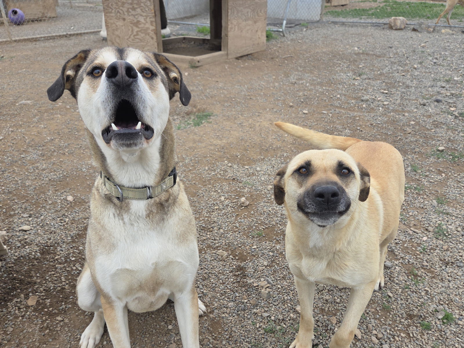 Kay, an adoptable Black Mouth Cur, Belgian Shepherd / Malinois in Yreka, CA, 96097 | Photo Image 3
