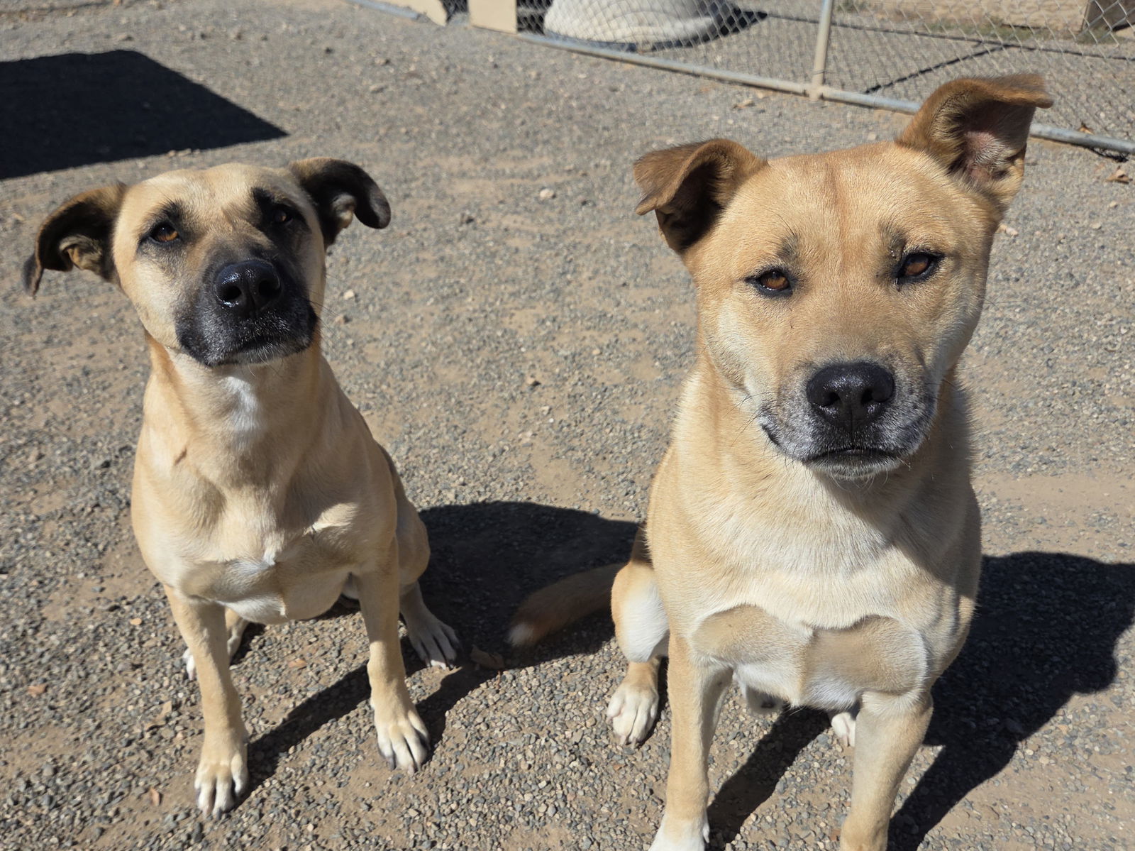 Kay, an adoptable Black Mouth Cur, Belgian Shepherd / Malinois in Yreka, CA, 96097 | Photo Image 3