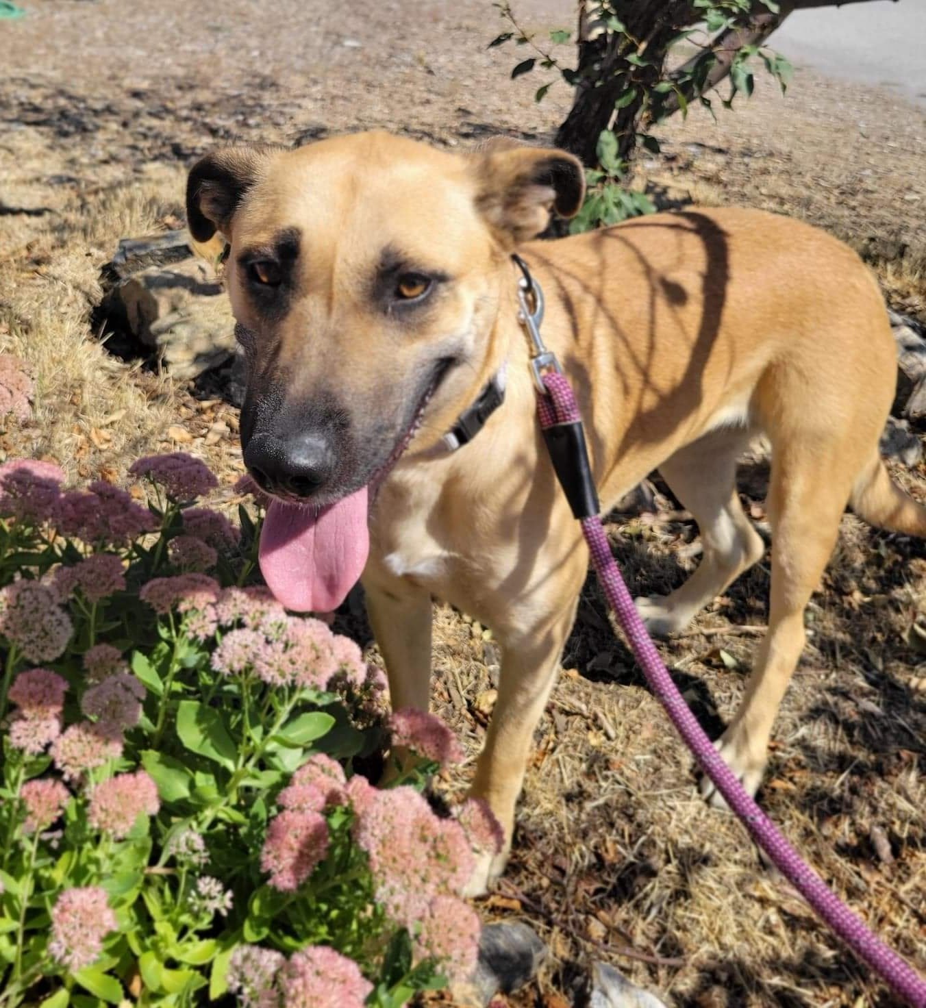 Kay, an adoptable Black Mouth Cur, Belgian Shepherd / Malinois in Yreka, CA, 96097 | Photo Image 1