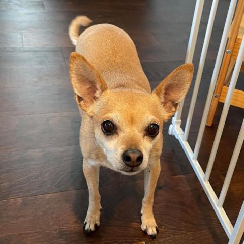 Lucy OS, an adoptable Chihuahua in Las Vegas, NV, 89145 | Photo Image 1