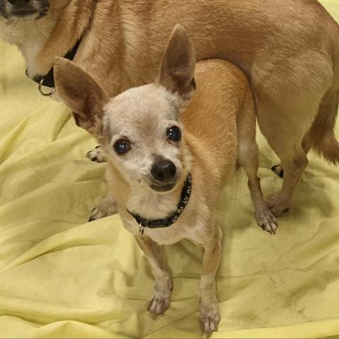 Tator OS, an adoptable Chihuahua in Las Vegas, NV, 89145 | Photo Image 1