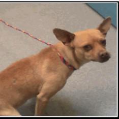 Horton TAF, an adoptable Chihuahua Mix in Las Vegas, NV_image-1
