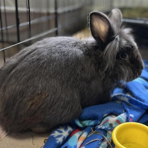 Bowser, an adoptable Lionhead in Kennesaw, GA_image-1