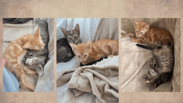 Copper and Zinc, an adoptable Domestic Short Hair in Brooklyn, NY_image-4