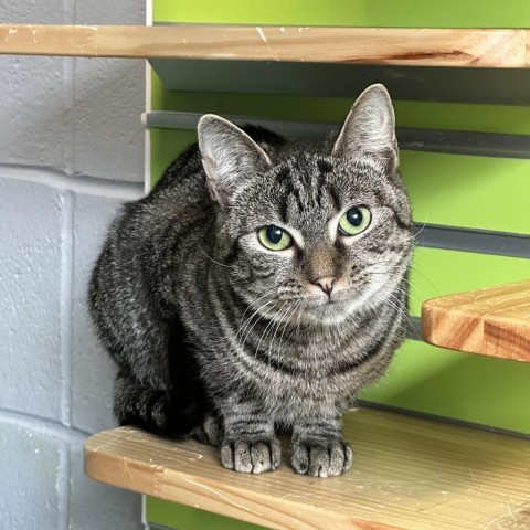 Mackenzie, an adoptable Domestic Short Hair in Hampton Bays, NY, 11946 | Photo Image 1