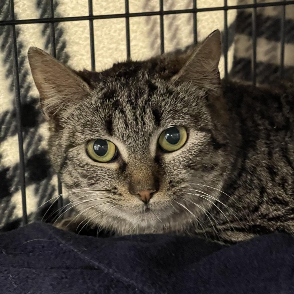 Mackenzie, an adoptable Domestic Short Hair in Hampton Bays, NY, 11946 | Photo Image 2