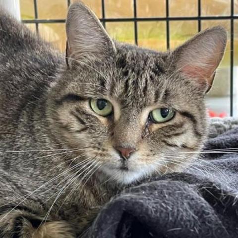 Mami, an adoptable Domestic Short Hair in Hampton Bays, NY, 11946 | Photo Image 1