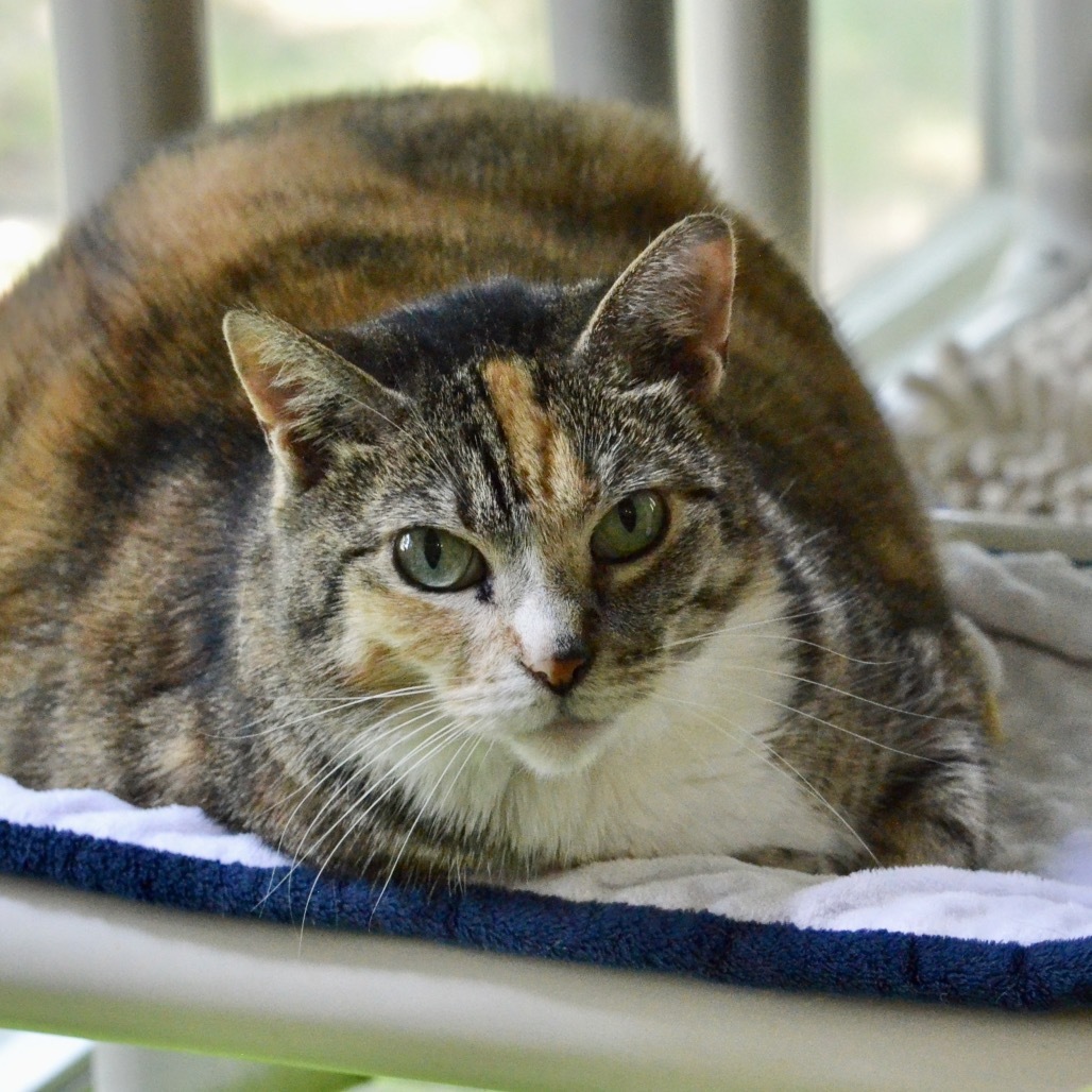 Zenya, an adoptable Domestic Short Hair in Hampton Bays, NY, 11946 | Photo Image 1