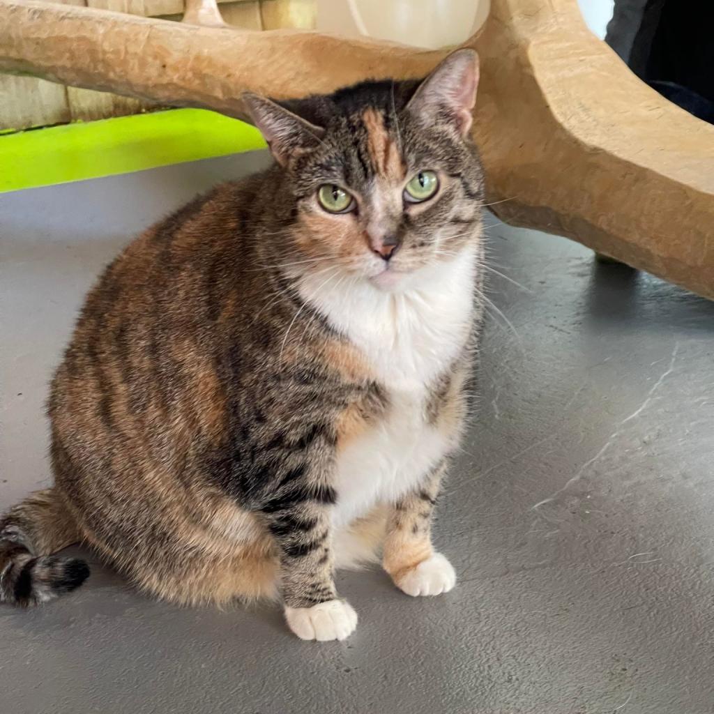 Zenya, an adoptable Domestic Short Hair in Hampton Bays, NY, 11946 | Photo Image 2