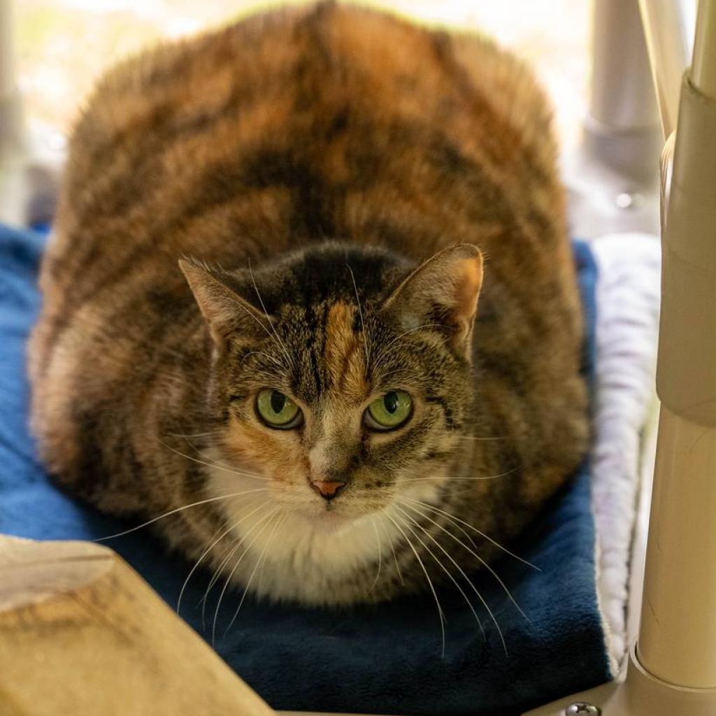 Zenya, an adoptable Domestic Short Hair in Hampton Bays, NY, 11946 | Photo Image 3