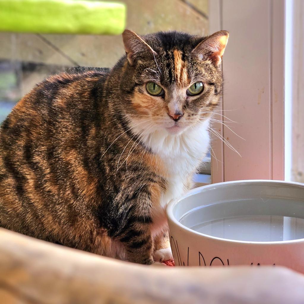 Zenya, an adoptable Domestic Short Hair in Hampton Bays, NY, 11946 | Photo Image 4